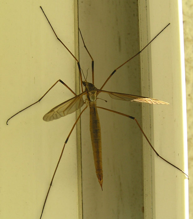 Wiesenschnake, Tipula paludosa Weibchen